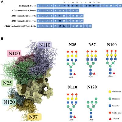 CD44 Glycosylation as a Therapeutic Target in Oncology